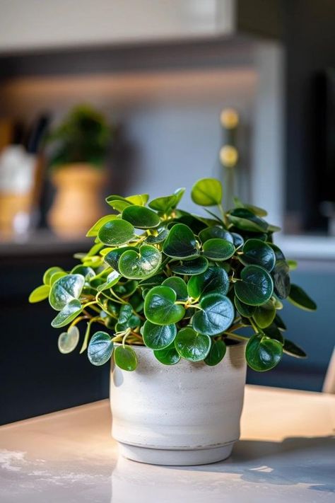 How To Prune Peperomia: Plant Care Peperomia Plant Care, Cat Safe Plants, Peperomia Plant, Indoor Greenery, Planting Ideas, Greenhouse Gardening, Plant Aesthetic, Indoor Plant Pots, Photosynthesis