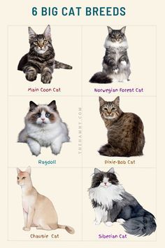 Top 9 Tiny Cat Breeds in 2024 - Fashion Tips Tricks Siberian Kittens, Tiny Cats, Siberian Cat, A Thought, Rock Solid, 2024 Fashion, Tips Tricks, Cat Breeds, Kittens