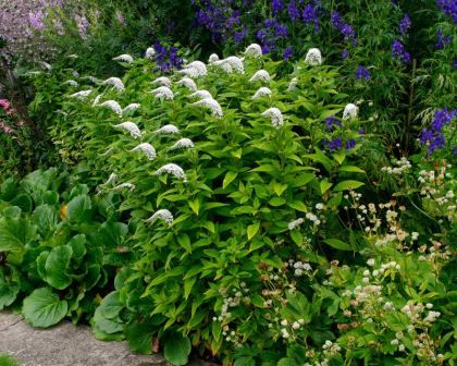 Lysimachia clethroides | GardensOnline Lysimachia Clethroides, Climate Zones, Ornamental Trees, Perennial Plants, Pale Green, Water Features, Colorful Flowers, Green Leaves, Perennials