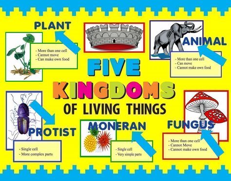 Make a Science Fair Project | Poster Ideas - Five Kingdoms of Living Things | Life Science Project for Kids 5 Kingdoms Of Living Things, Kingdoms Of Living Things, Project Poster Ideas, Class Poster Ideas, Five Kingdoms, Life Science Projects, Science Display, Project Poster, Biology Classroom