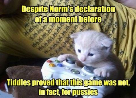 Game over Petting Cat, Funny Christmas Games, Gamer Cat, Cat Meme, Funny Cat Memes, Battle Royale, Silly Cats, Call Of Duty, Videos Funny