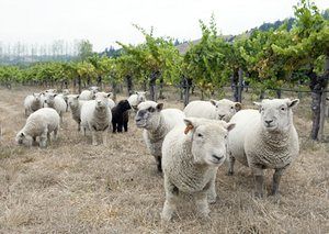 Miniature animals: A flock of Babydoll sheep graze at the Navarro Vineyards California Babydoll Sheep, Pet Sheep, Mini Goats, Micro Pigs, Retirement Living, Counting Sheep, Mini Farm, Goat Farming, Ranch Life