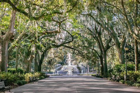 Forsyth Park Savannah, Savannah Tours, Corkboard Ideas, Visit Savannah, Forsyth Park, Southern Cities, Live Oak Trees, Tybee Island, Wine Travel