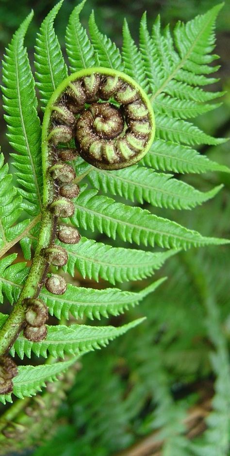 Koru, New Zealand                                                                                                                                                                                 Mehr Fern Backyard, Nz Plants, Spirals In Nature, Fiddlehead Ferns, Fern Tattoo, Ferns Garden, Study Art, Nz Art, Meteor Garden 2018