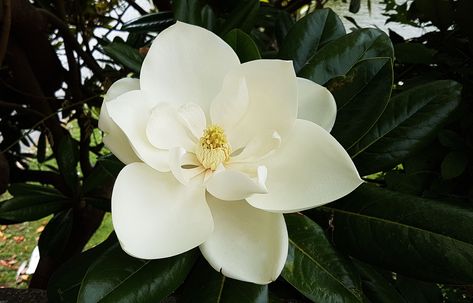 Sweetbay Magnolia Tree: Plant Care & Growing Guice Sweetbay Magnolia Tree, Southern Magnolia Tree, Magnolia Grandiflora, Magnolia Branch, Southern Magnolia, Magnolia Tree, Tree Flowers, White Magnolia, Magnolia Trees