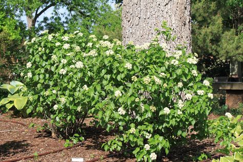 Blue Muffin Viburnum, Blackhaw Viburnum, Viburnum Tomentosum, Arrowwood Viburnum, Native Viburnum, Viburnum Nudum, Blue Muffin, Agricultural Science, Oklahoma State University