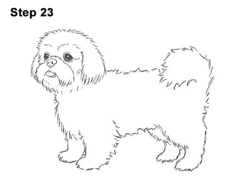 Shih Tzu Sketch, Shih Tzu Tattoo Minimalist, Shitzu Drawing, Shih Tzu Tattoo, Draw Dogs, Chien Shih Tzu, Puppy Funny, Dog Line Art, Felt Animal Patterns