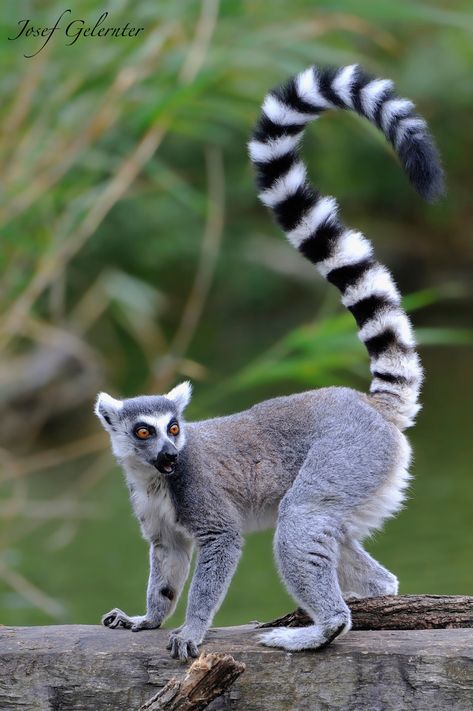 I like to move it... Ring Tailed Lemur Drawing, Ring Tail Lemur, Funny Lemur Pictures, Ringed Tail Lemur, Red Ruffed Lemur, Animal Study, Cat Pose, Rare Animals, Wildlife Animals