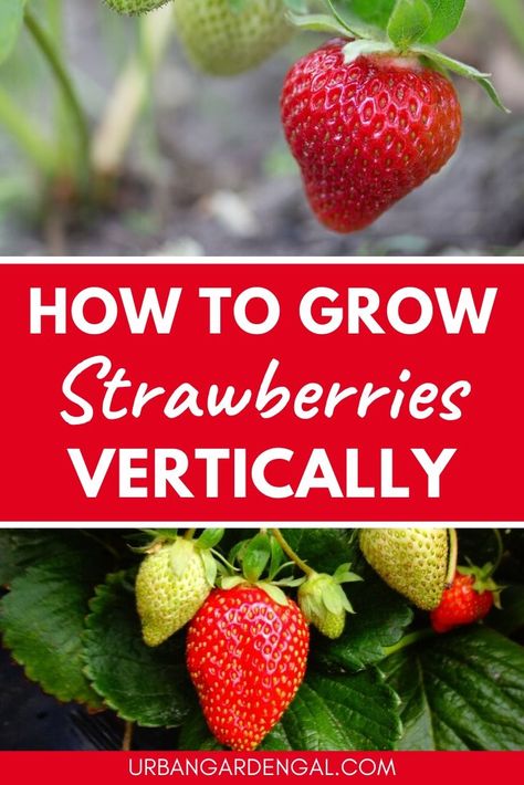 Growing strawberries vertically is ideal for maximizing the space in your garden. Here are some easy ways to grow strawberries in a vertical garden. #growingfruit #fruitgarden #verticalgarden Grow Strawberries Vertically, Strawberry Trellis, Growing Strawberries Vertically, Strawberry Planters Diy, Growing Strawberries In Containers, How To Grow Strawberries, Plantarea Legumelor, Vertical Garden Systems, Gemüseanbau In Kübeln