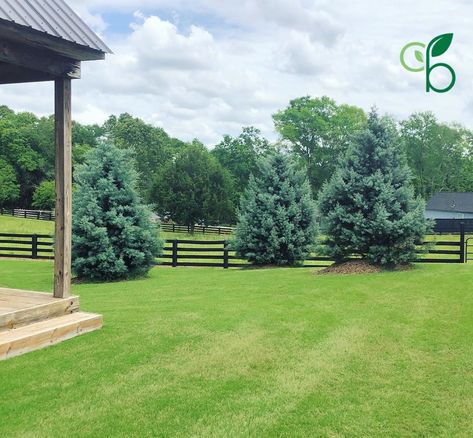 Kyle Blackston on Instagram: “Searching for a fast growing conifer that makes a naturally beautiful privacy screen?🌲🌲🌲 The Blue Ice Arizona Cypress and the Carolina…” Blue Ice Cypress, Arizona Cypress, Blue Ice, Cool Landscapes, Naturally Beautiful, Privacy Screen, Fast Growing, Ice Blue, Garden Arch