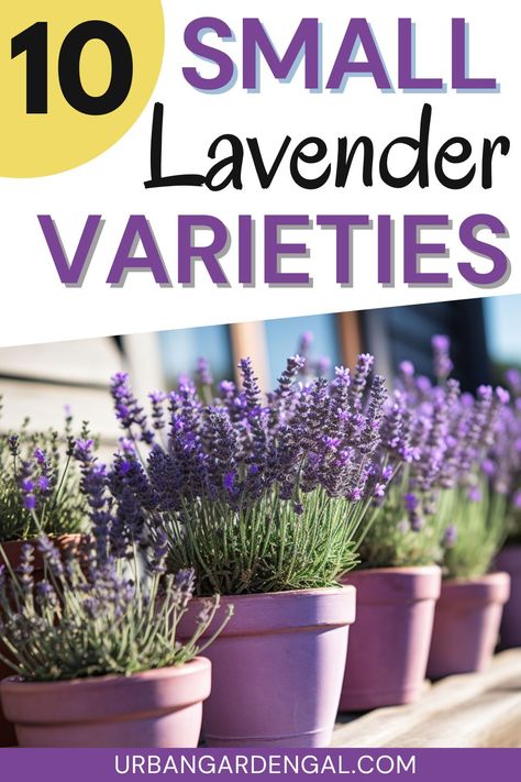 small lavender plants in purple containers French Lavender Plant, Types Of Lavender Plants, Lavender In Pots, Indoor Lavender Plant, Lavender Indoors, Planting In Containers, Lavender Plant Care, Planting Layout, Potted Lavender