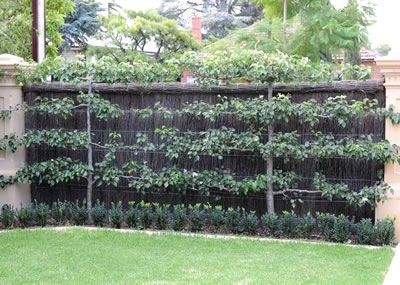 espalliered Corner Trellis, Plot Inspiration, Espalier Trees, Espalier Fruit Trees, Front Landscape, Plants Growing, Garden Indoor, Vertical Gardens, Pear Trees