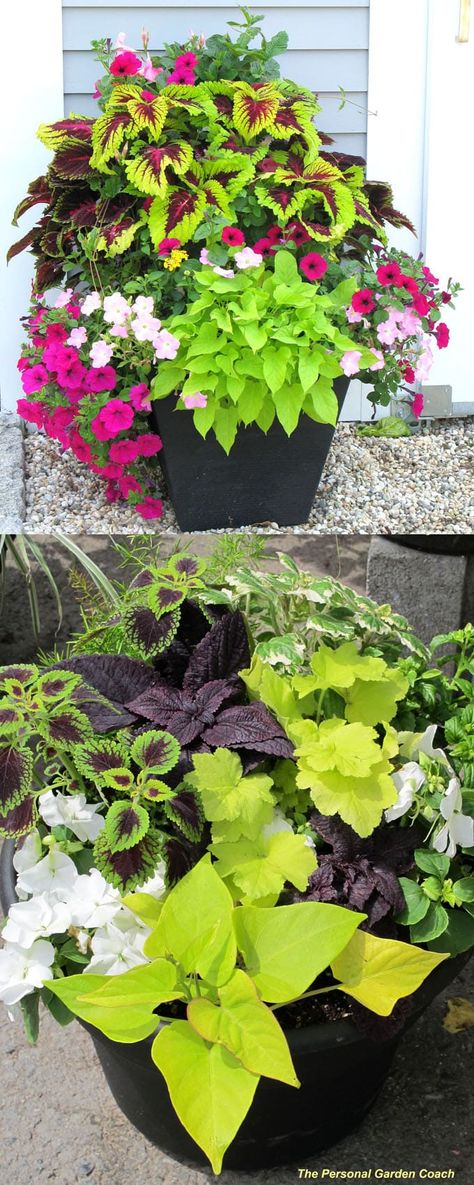 Coleus Lover’s Guide ( Grow Tips, Easy Propagation, & Beautiful Varieties ) Coleus And Sweet Potato Vine, Planters With Coleus, Coleus Plants Landscape, Coleus Plants Varieties, Coleus Plants Planters, Coleus Landscaping, Shade Coleus, Propagate Coleus, Shade Planters