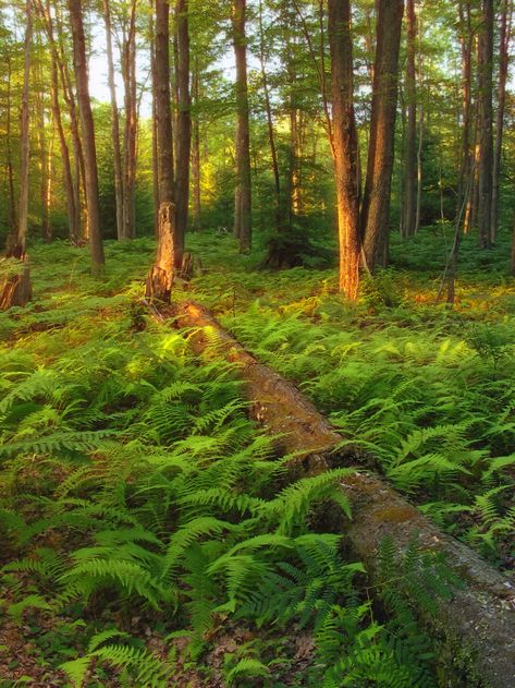 Free Images : tree, nature, wilderness, hiking, trail, sunlight, leaf, flower, summer, stream, log, green, jungle, autumn, trees, creativecommons, spruce, vegetation, rainforest, alleghenyplateau, deciduous, quehannawildarea, pennsylvaniawilds, lowlight, ferns, pennsylvania, clearfieldcounty, moshannonstateforest, grove, woodland, habitat, ecosystem, biome, old growth forest, natural environment, temperate broadleaf and mixed forest, temperate coniferous forest, land plant 2304x3072 - - 121690 - Temperate Deciduous Forest, Rainforest Biome, Old Growth Forest, Coniferous Forest, Canadian Forest, Forest Ecosystem, Then And Now Photos, Conservation Of Natural Resources, Forest Habitat