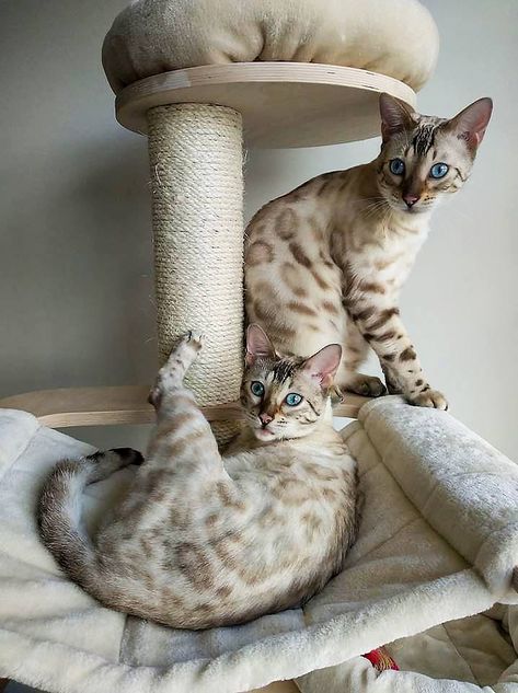 Bangle Cat, Charcoal Bengal, White Bengal Cat, Bengal Cat Facts, Bengal Cat Kitten, Spotted Cats, Most Popular Cat Breeds, Popular Cat Breeds, Cats Eyes