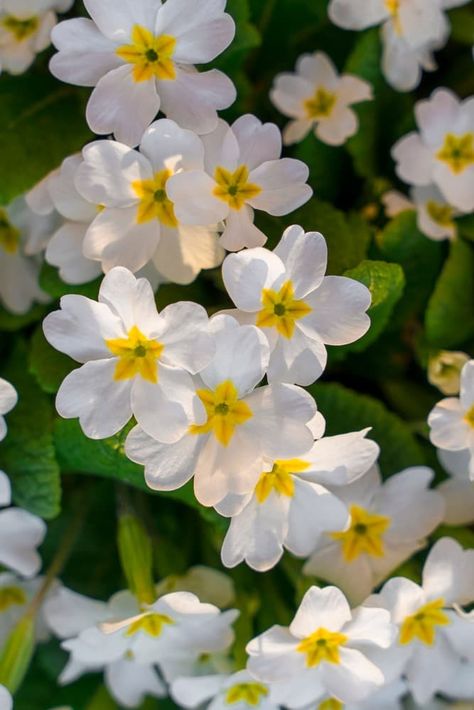 18 Primrose Varieties For An English Garden | Horticulture English Landscaping, English Primrose, Maine Garden, Primrose Flower, Plant Varieties, Moon Garden, Yellow Eyes, Plant Food, English Garden