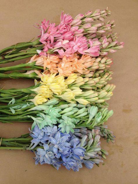 Nardos. A Bunch Of Flowers, Rainbow Wedding, Trendy Flowers, Pastel Wedding, Pastel Flowers, Deco Floral, Bunch Of Flowers, Pretty Pastel, Rainbow Flowers