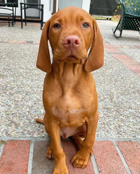 Dogs Doing Funny Things, Hungarian Dog, Vizsla Dogs, Dog Photoshoot, Cute Animals Puppies, Very Cute Dogs, Vizsla Puppies, Dog People, Best Dog Breeds