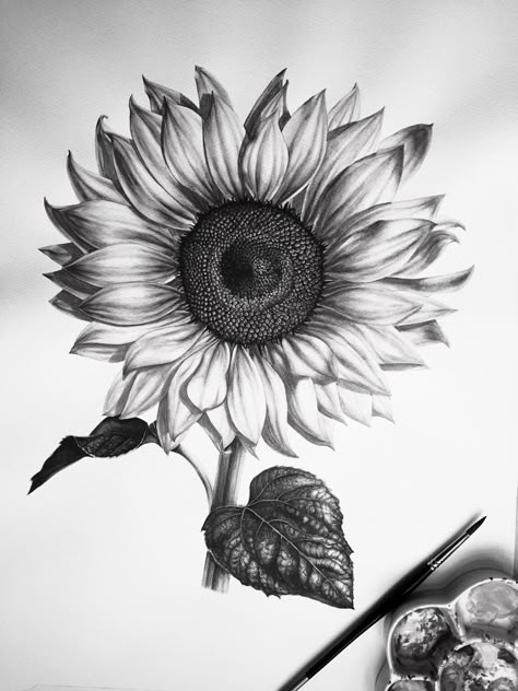 Sunflower Realistic Drawing, Realistic Sunflower Tattoo Design, Sunflower Drawing Pencil Sketch, Sketching Sunflowers, Sunflower Sketch Pencil, Sunflower Drawing Pencil, Sunflower Tattoo Sketch, Sunflower Tattoo Drawing, Sunflower Design Drawing