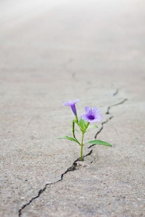 I Am Valuable, Flower Growing, Broken Crayons Still Color, Beautifully Broken, Broken Crayons, 강아지 그림, Beautiful Art Pictures, Shadow Pictures, Creative Background