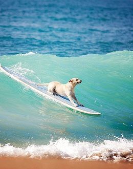 surf dog - J.M. City Dog, Labrador Retrievers, White Dog, In The Ocean, Yorkshire Terrier, Mans Best Friend, Blue Water, Dog Life, I Love Dogs