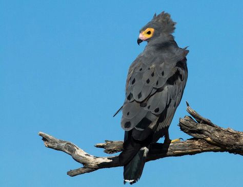 African harrier-hawk, Polyboroides typus African Harrier Hawk, Harrier Hawk, Amazing Animal Pictures, Interesting Animals, Pretty Animals, Bird Pictures, Pretty Birds, Weird Animals, Birds Of Prey