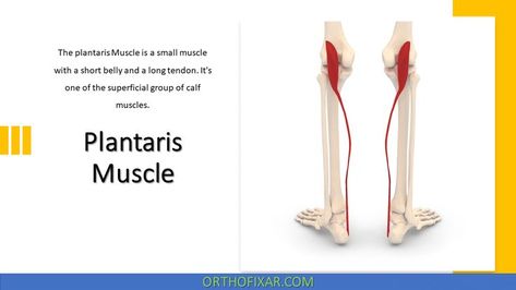 Plantaris Muscle Plantaris Muscle, Ankle Anatomy, Medical Terminology Games, Muscles Anatomy, Passive Stretching, Gastrocnemius Muscle, Granulation Tissue, Piriformis Muscle, Piriformis Syndrome