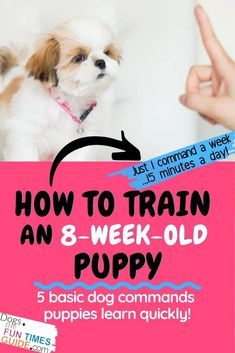 How to train an 8 week old puppy - basic dog training commands puppies understand Puppy Life, Puppy Tips, Dog Commands, Puppies Tips, Puppy Time, Training Puppy, Basic Dog Training, Puppy Training Tips, Best Dog Training