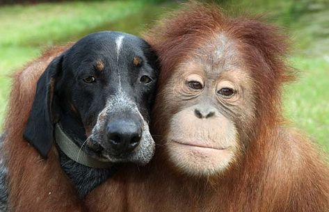 best friends Odd Animal Couples, Unusual Animal Friends, Unlikely Animal Friends, Unusual Animal Friendships, Blue Tick, Animal Hugs, Animal Friendships, Unlikely Friends, Odd Couples