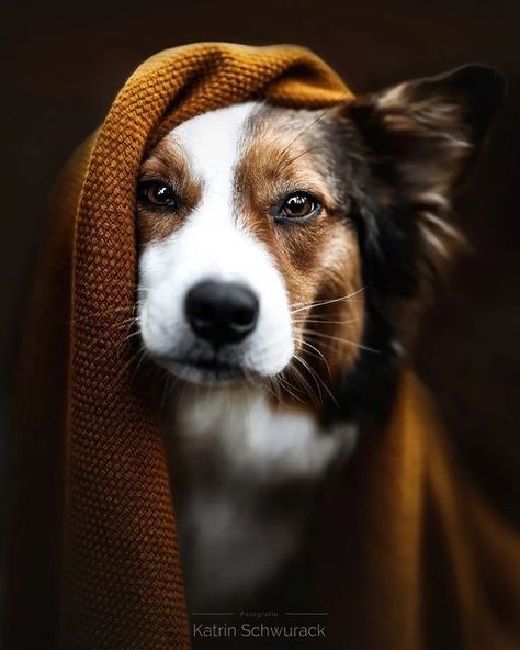 Dog Autumn Photography, Autumn Dog Photography, Dog Photography Indoor, Dog Halloween Photoshoot, Fall Dog Photos, Dog Photography Ideas, Pet Photography Props, Family Dog Photos, Pet Photography Poses