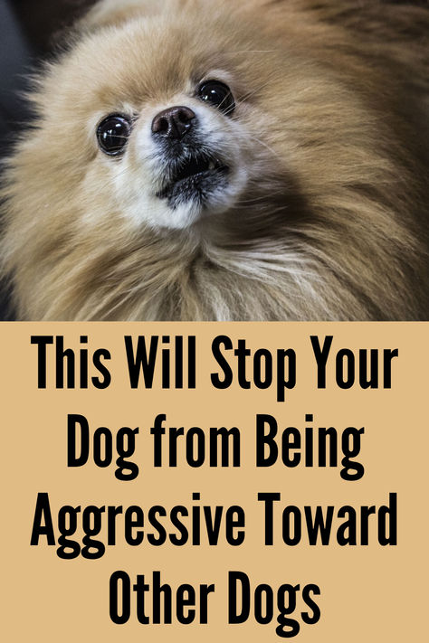 If your dog is aggressive toward other dogs, this can solve it. Professional Dog Trainer and Behavioral Specialist, Doggy Dan (owner of the dog training website, TheOnlineDogTrainer.com) has worked with thousands of aggressive dogs throughout his career.  Doggy Dan has developed a dog training program specifically for aggressive dogs. Dog Aggression Towards Other Dogs, Behavioral Specialist, Aggressive Dogs, Dog Training Aggression, Dog Aggression, Angry Dog, Dog Behavior Problems, Loving Animals, Dog Brain