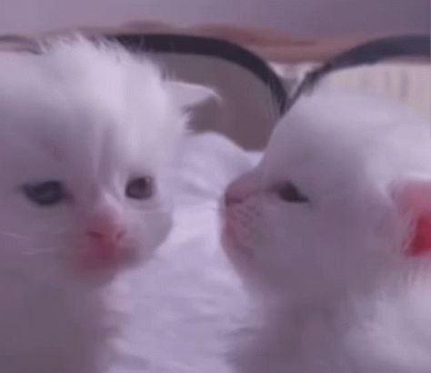 Kiss Cat, Animals Kissing, Cat Animated, Kiss Gif, Cute Kiss, I Love You Gif, Love You Gif, Animals Friendship, Kitten Love