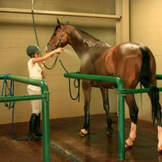 Washrack - So great for horses that move constantly. I NEED THIS OMG! Horse Farm Ideas, Horse Barn Ideas Stables, Horse Barn Designs, Dream Horse Barns, Horse Barn Plans, Horse Washing, Horse Facility, Equestrian Facilities, Horse Boarding