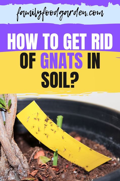 How To Get Rid Of Soil Gnats, Getting Rid Of Nats, How To Kill Gnats, Gnats In House Plants, How To Get Rid Of Gnats, Fungus Gnats, Garden Prepping, Bucket Gardening, Vegetable Garden Raised Beds