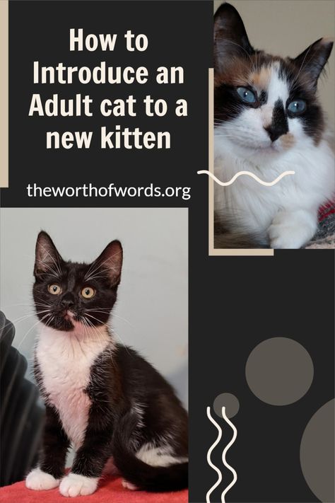 How To Introduce A Kitten To A Cat, Introducing A New Cat To Another Cat, Introducing A Kitten To A Cat, Introducing New Kitten To Cat, How To Tame A Wild Kitten, Multiple Cats Tips, Introducing Kitten To Cat, How To Introduce A New Kitten To A Cat, Introducing Cats To Cats