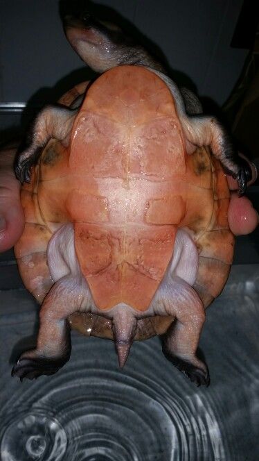 Pink belly side neck turtle Upside Down, Turtles, Reptiles, Pink, Animals