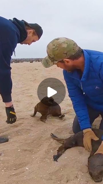 We Love Animals on Instagram: "His friend refused to leave him ❤️🦭" Unlikely Animal Friends, Unusual Animal Friendships, Elephant Rescue, Aquatic Animal, Saving Animals, Animal Attack, Animal Liberation, Animal Help, Fun Video