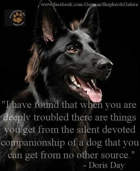 German Shepherd Quotes Loyalty, Shepherd Quotes, German Shepherd Quotes, Quotes Loyalty, Dogs Quotes, Athletic Dogs, Dog Quotes Love, Black German Shepherd, Yorkshire Terriers