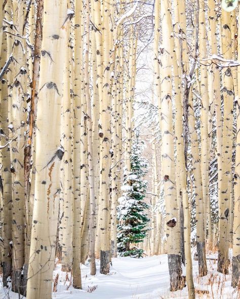 Trees In Winter, Art Plants, Aspen Tree, Psalm 1, Aspen Trees, Birch Trees, Window Art, Winter Trees, Birch Tree