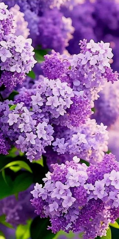 Nothing But Flowers, Beautiful Bouquet Of Flowers, Lilac Flowers, Beautiful Rose Flowers, Nature Garden, Beautiful Flowers Pictures, Lavender Flowers, Flowering Trees, Exotic Flowers