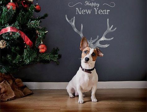 Happy New Year! Chien Jack Russel, Jack Russel, Noel Christmas, Russell Terrier, E Card, Jack Russell Terrier, Merry Christmas And Happy New Year, Dog Photography, Terrier Dogs