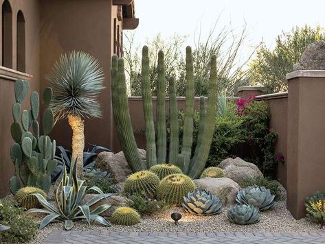 Desert Lush - Phoenix Home & Garden Cactus Garden Landscaping, Desert Backyard, Kaktus Dan Sukulen, Succulent Garden Landscape, Arizona Backyard, Front Yard Decor, Stone Pavers, Succulent Landscape Design, Ikan Koi