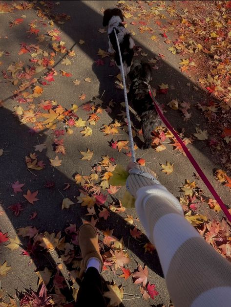 Fall Walks Aesthetic, Walk Dog Aesthetic, Dog Walk Aesthetic, Romanticising Autumn, Dog Walking Aesthetic, Fall Szn, Autumn Core, Fall Walk, Fall Cats