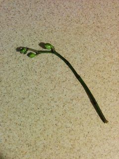 What can I do with a broken orchid stem? - Gardening & Landscaping Stack Exchange Propagating Orchids From Stems, Transplanting Orchids, Orchid Propagation, How To Split, Types Of Orchids, Growing Orchids, Orchid Care, Replant, Flower Spike