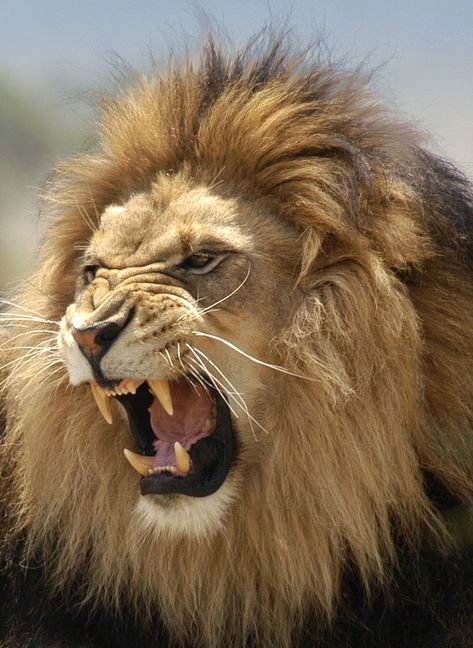 Lion Photos Photography, Lion Wildlife Photography, Lion Images Photography, Big Cat Photography, Lions Reference, Wild Cats Photography, Lion Reference Photo, Lion Open Mouth, Animals Beautiful Amazing Photos