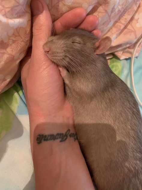 Rattus Rattus, Dumbo Rat, Baby Rats, Rat Look, Animals Tattoo, Rat Cage, Fancy Rat, Cute Rats, You Are Cute