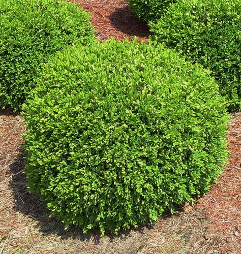 Green Gem Boxwood - A compact selection that naturally produces a rounded shape with minimal pruning. Dense foliage retains its dark green color through the winter. Sheers well into most any shape. Great foundation shrub where a low maintenance evergreen is desired. Winter Green Boxwood, Green Gem Boxwood, Spanish Transitional, Gem Boxwood, Winter Gem Boxwood, Hillside Gardening, Boxwood Landscaping, Box Wood Shrub, Front Garden Design