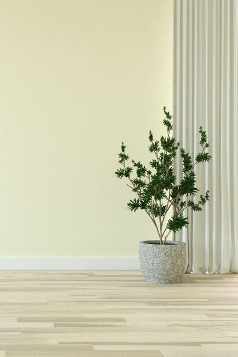 Hickory Floor with Pale Yellow Wall Color For Room Light Yellow Living Room Walls, Pale Yellow Bedroom Walls, Light Yellow Bedroom Walls, Light Yellow Walls Living Room, Pale Yellow Kitchen Walls, Yellow Wall Color, Color For Room, Light Yellow Bedrooms, Bedroom Wall Colour Combination