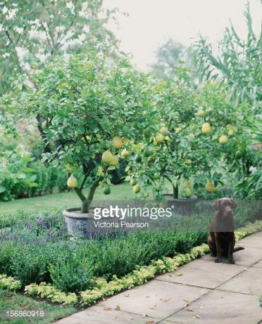 citrus tree with plants around Fruit Trees Backyard, Potted Fruit Trees, Fruit Tree Garden, Alan Titchmarsh, Orchard Garden, Tree Garden, Potager Garden, Pear Trees, Secret Gardens