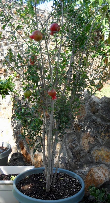 Pomegranate Growing, Fruit Trees In Containers, Mango Plant, Potted Fruit Trees, Aesthetic Gardening, Pomegranate Tree, Gardener Aesthetic, Fruit Bearing Trees, Growing Trees